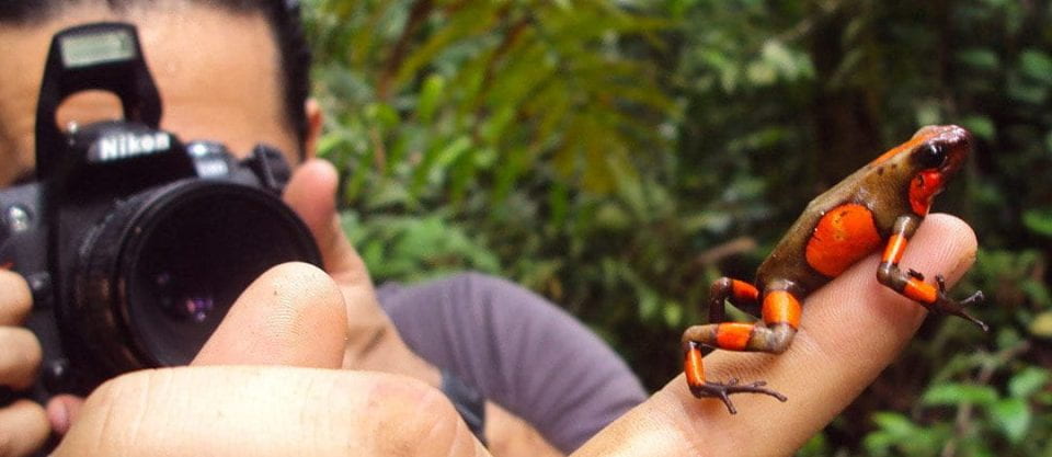 Poison dart frog on researcher's hand while another researcher takes a photo.
